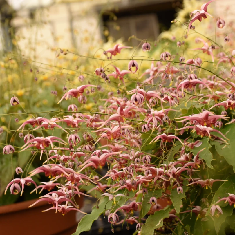 'Hugs And Kisses' Barrenwort (Epimedium) 4 'Hugs And Kisses' Barrenwort (Epimedium) - Image 2