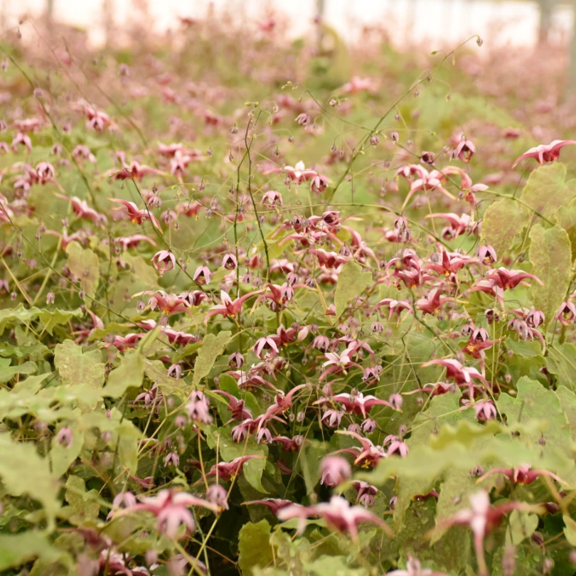 'Hugs And Kisses' Barrenwort (Epimedium) 5 'Hugs And Kisses' Barrenwort (Epimedium) - Image 3