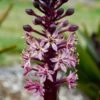 Crowning Glory™ ‘Purple Reign’ Pineapple Lily