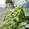 Gold Splash® Wintercreeper 2 Gold Splash® Wintercreeper -Garden Plants Store Euonymus Gold Splash 1 sw