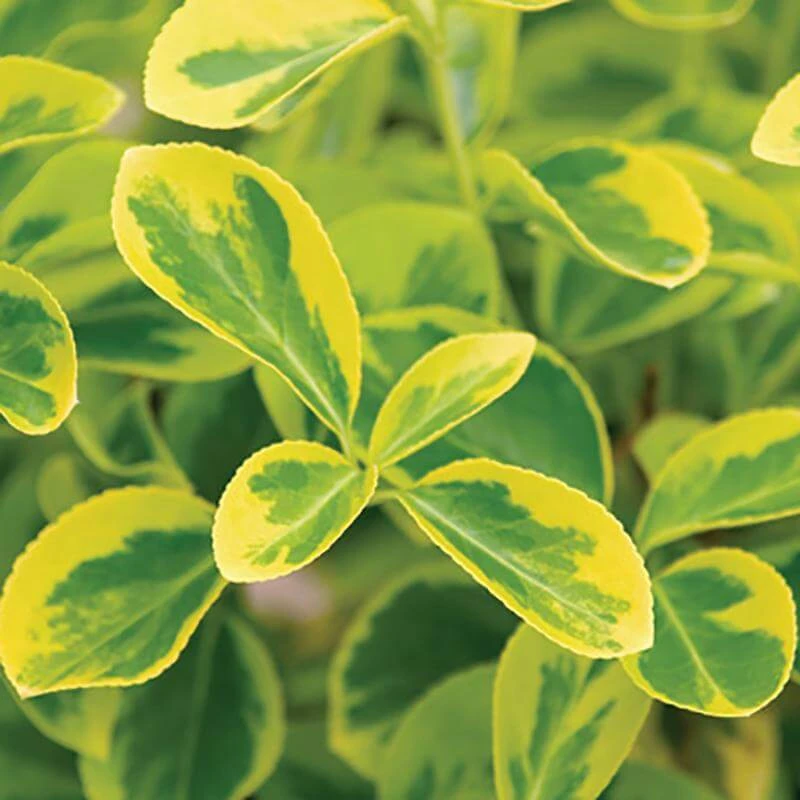 Gold Splash® Wintercreeper 5 Gold Splash® Wintercreeper - Image 3