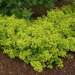 Gold Splash® Wintercreeper 9 Gold Splash® Wintercreeper -Garden Plants Store Euonymus Gold Splash 4 sw