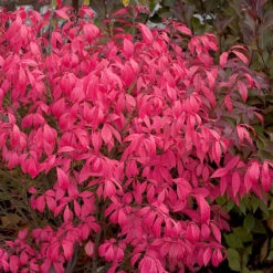 Unforgettable Fire® Burning Bush 11 Unforgettable Fire® Burning Bush -Garden Plants Store Euonymus Unforgettable Fire 4 P