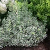 White Album® Wintercreeper 1 White Album® Wintercreeper -Garden Plants Store Euonymus White Album 1