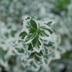 White Album® Wintercreeper 8 White Album® Wintercreeper -Garden Plants Store Euonymus White Album 3