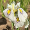 'Eye Liner' Pseudata Iris 2 'Eye Liner' Pseudata Iris -Garden Plants Store Eye Liner Pseudata Iris