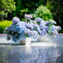 Fairytrail Fresco™ Cascade Hydrangea 13 Fairytrail Fresco™ Cascade Hydrangea -Garden Plants Store FairytrailFresco CascadeHydrangea