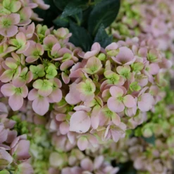 Fairytrail Fresco™ Cascade Hydrangea 12 Fairytrail Fresco™ Cascade Hydrangea -Garden Plants Store FairytrailFresco CascadeHydrangea 2