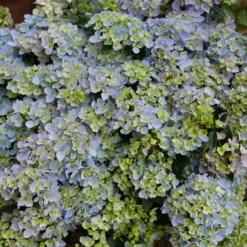 Fairytrail Fresco™ Cascade Hydrangea 11 Fairytrail Fresco™ Cascade Hydrangea -Garden Plants Store FairytrailFresco CascadeHydrangea 3