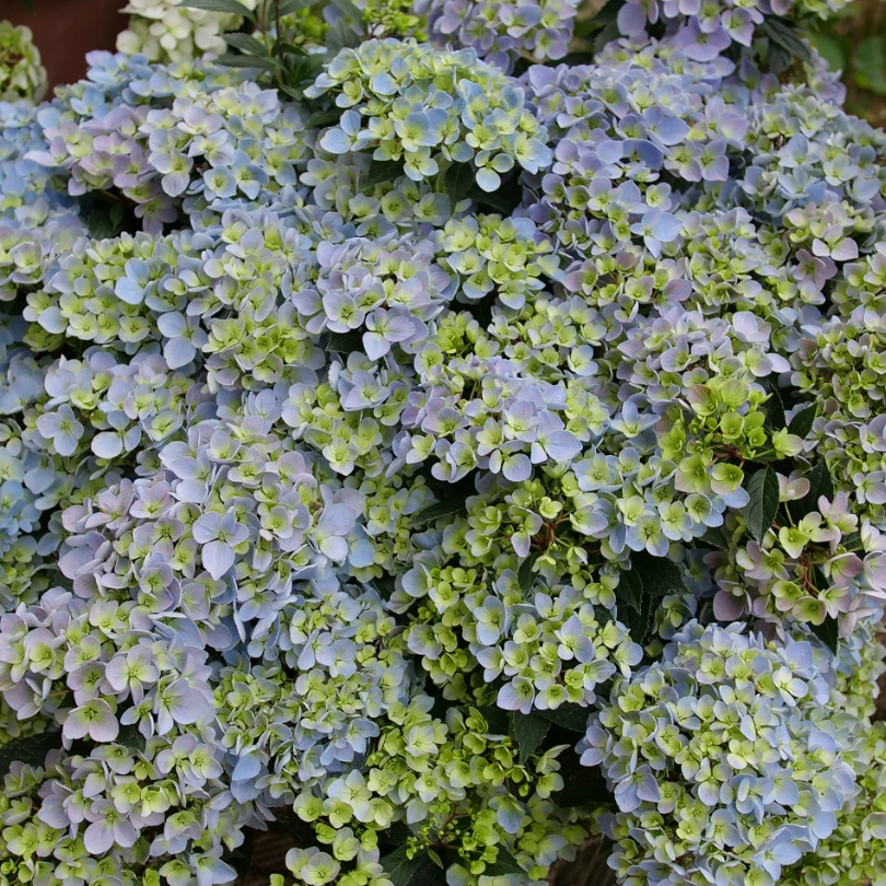 Fairytrail Fresco™ Cascade Hydrangea 5 Fairytrail Fresco™ Cascade Hydrangea - Image 3