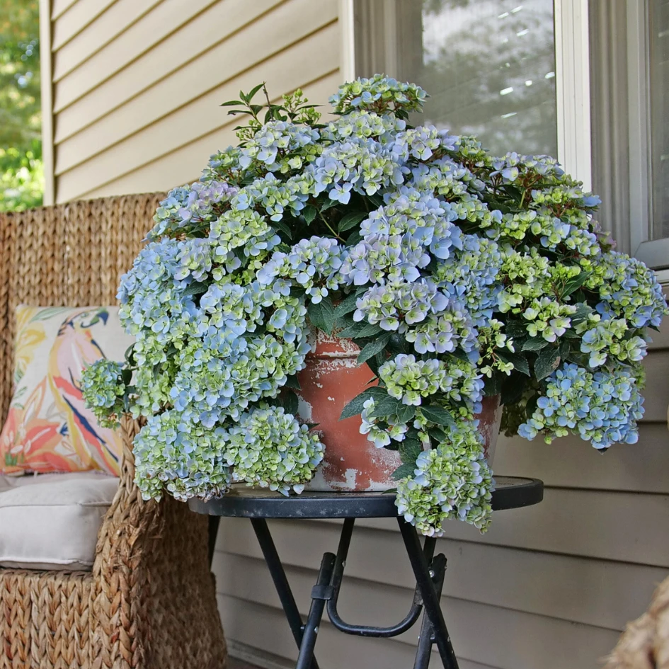 Fairytrail Fresco™ Cascade Hydrangea 3 Fairytrail Fresco™ Cascade Hydrangea