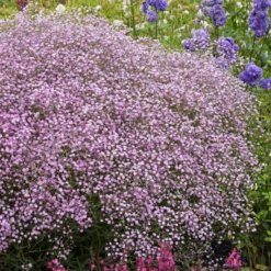 'Festival Pink Lady' Baby's Breath (Gypsophila)