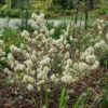 Legend Of The Fall® Bottlebrush 2 Legend Of The Fall® Bottlebrush -Garden Plants Store Fothergilla Legend of the Fall 1 P