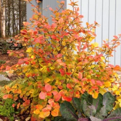 Legend Of The Fall® Bottlebrush 10 Legend Of The Fall® Bottlebrush -Garden Plants Store Fothergilla Legend of the Fall 3 P
