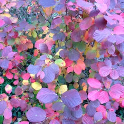 Legend Of The Fall® Bottlebrush 11 Legend Of The Fall® Bottlebrush -Garden Plants Store Fothergilla Legend of the Fall 4 P