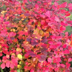 Legend Of The Fall® Bottlebrush 12 Legend Of The Fall® Bottlebrush -Garden Plants Store Fothergilla Legend of the Fall 5 P