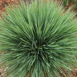 Free Spirit® Exclamation Point® Little Bluestem (Schizachyrium)