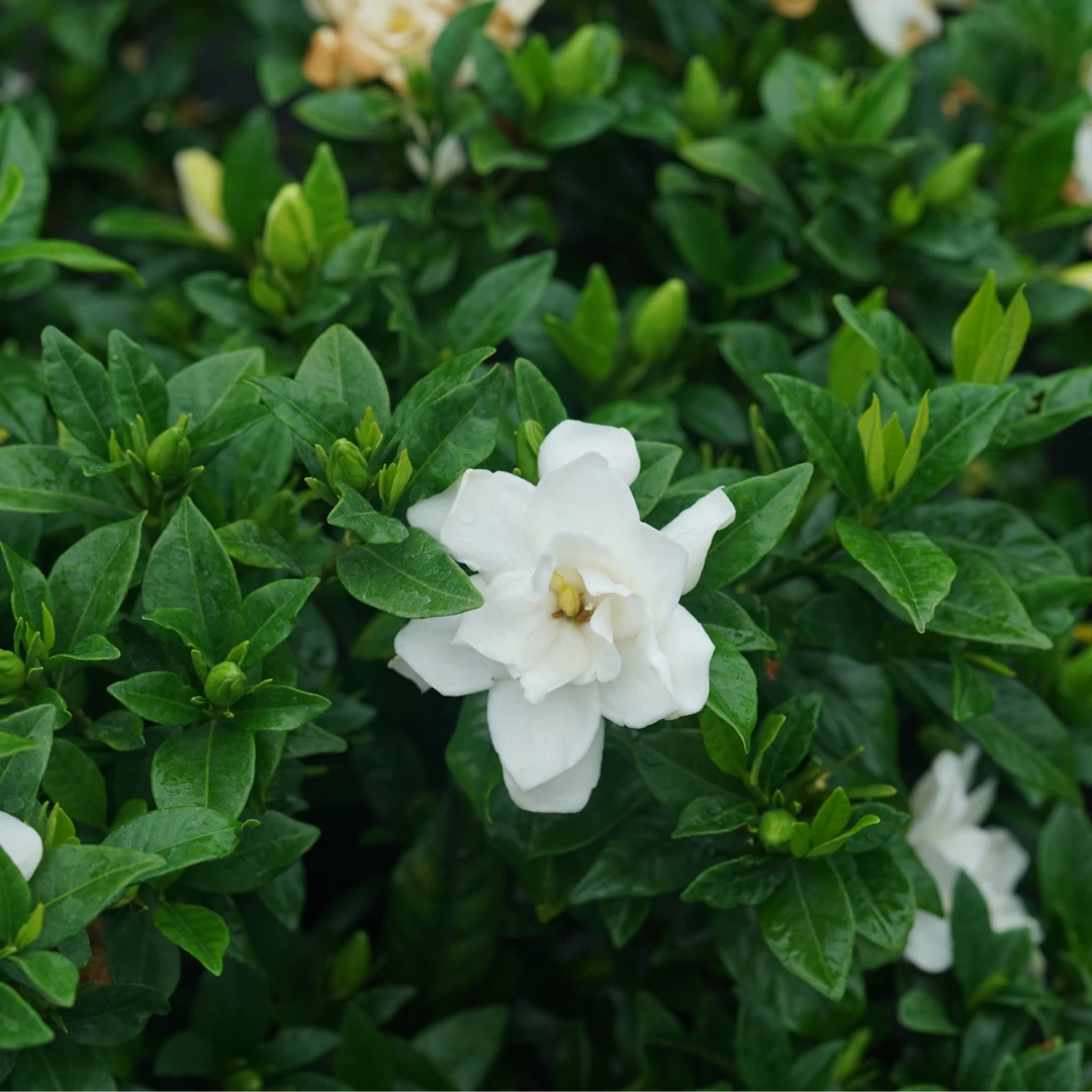 Pillow Talk® Gardenia 4 Pillow Talk® Gardenia - Image 2