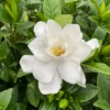Pillow Talk® Gardenia -Garden Plants Store GardeniaPillowTalkIMG 1856 1080x1080 7f1d5fb