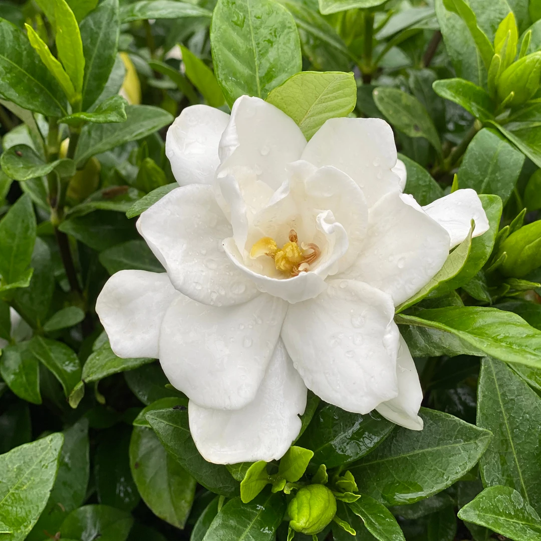Pillow Talk® Gardenia 3 Pillow Talk® Gardenia