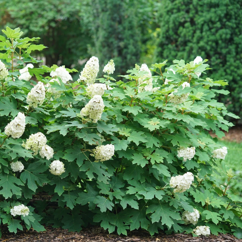Gatsby Glow Ball™ Oakleaf Hydrangea 5 Gatsby Glow Ball™ Oakleaf Hydrangea - Image 3