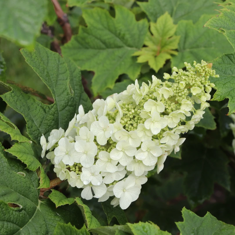Gatsby Glow Ball™ Oakleaf Hydrangea 8 Gatsby Glow Ball™ Oakleaf Hydrangea - Image 6