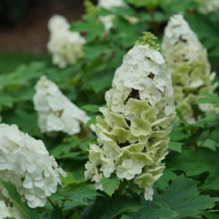 Gatsby Glow Ball™ Oakleaf Hydrangea 16 Gatsby Glow Ball™ Oakleaf Hydrangea -Garden Plants Store GatsbyGlowBall OakleafHydrangea 4