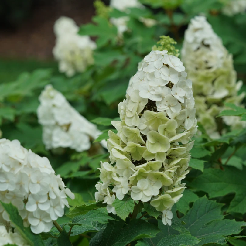 Gatsby Glow Ball™ Oakleaf Hydrangea 9 Gatsby Glow Ball™ Oakleaf Hydrangea - Image 7