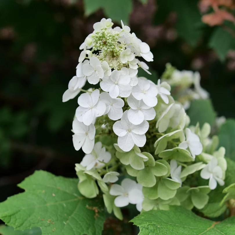 Gatsby Glow Ball™ Oakleaf Hydrangea 3 Gatsby Glow Ball™ Oakleaf Hydrangea