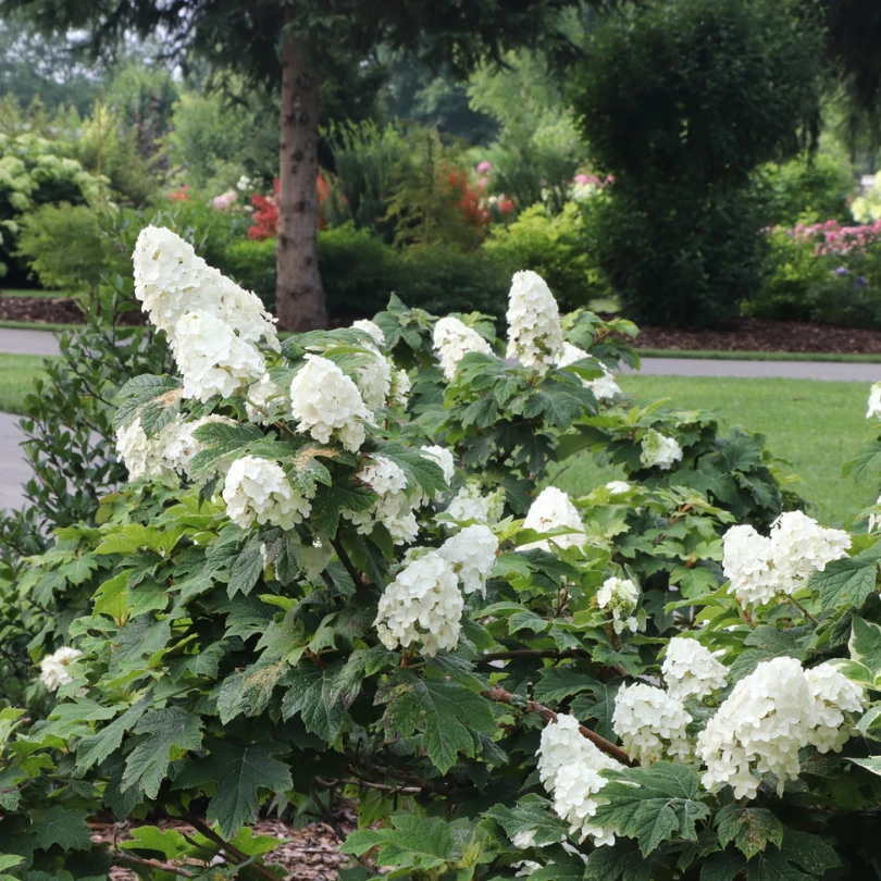 Gatsby Glow Ball™ Oakleaf Hydrangea 4 Gatsby Glow Ball™ Oakleaf Hydrangea - Image 2