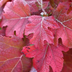 Gatsby Glow Ball™ Oakleaf Hydrangea 13 Gatsby Glow Ball™ Oakleaf Hydrangea -Garden Plants Store Gatsby Glow Ball Oakleaf Hydrangea