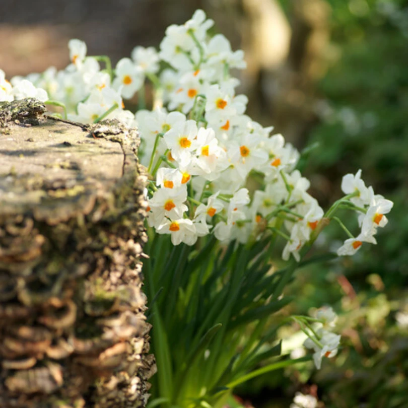 'Geranium' Tazetta Daffodil (Narcissus) 4 'Geranium' Tazetta Daffodil (Narcissus) - Image 2