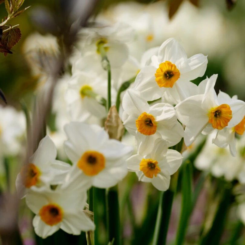'Geranium' Tazetta Daffodil (Narcissus) 3 'Geranium' Tazetta Daffodil (Narcissus)