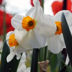 'Geranium' Tazetta Daffodil (Narcissus) 14 'Geranium' Tazetta Daffodil (Narcissus) -Garden Plants Store Geranium TazettaDaffodil Narcissus 4