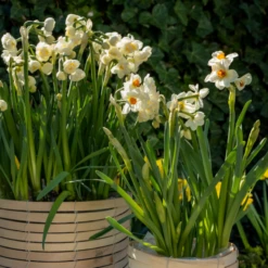 'Geranium' Tazetta Daffodil (Narcissus) 12 'Geranium' Tazetta Daffodil (Narcissus) -Garden Plants Store Geranium TazettaDaffodil Narcissus 5