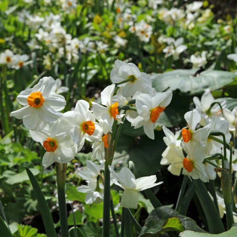 'Geranium' Tazetta Daffodil (Narcissus) 8 'Geranium' Tazetta Daffodil (Narcissus) - Image 6