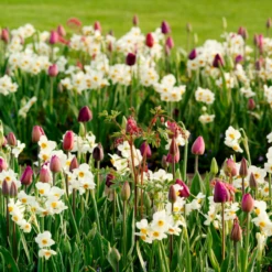 'Geranium' Tazetta Daffodil (Narcissus) 16 'Geranium' Tazetta Daffodil (Narcissus) -Garden Plants Store Geranium TazettaDaffodil Narcissus 7
