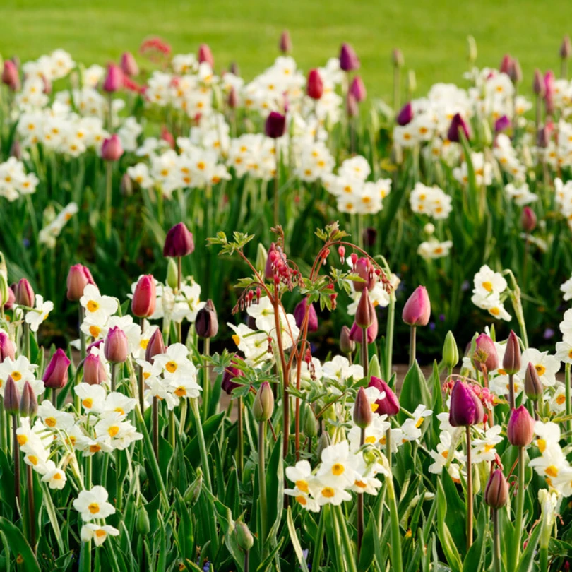 'Geranium' Tazetta Daffodil (Narcissus) 9 'Geranium' Tazetta Daffodil (Narcissus) - Image 7