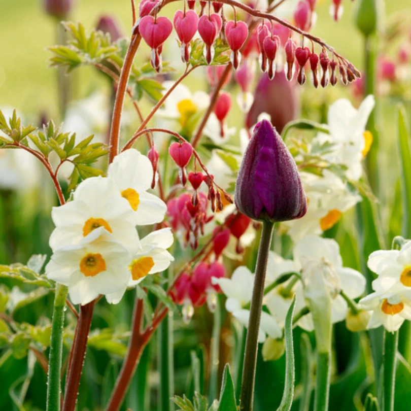 'Geranium' Tazetta Daffodil (Narcissus) 10 'Geranium' Tazetta Daffodil (Narcissus) - Image 8