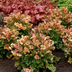 Pretticoats™ Peach Geum 9 Pretticoats™ Peach Geum -Garden Plants Store Geum Pretticoats Peach 4