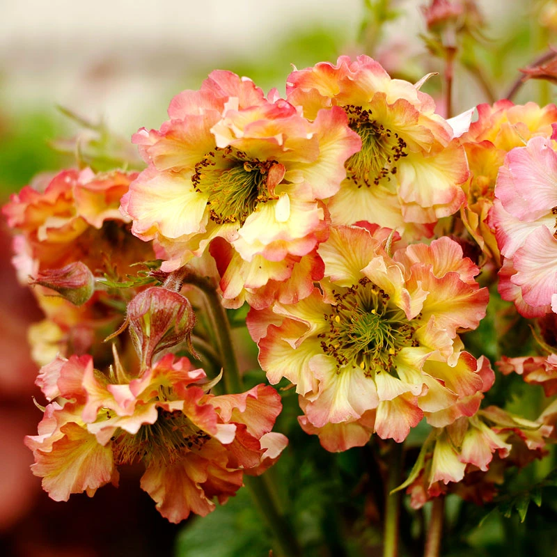 Pretticoats™ Peach Geum 5 Pretticoats™ Peach Geum - Image 3