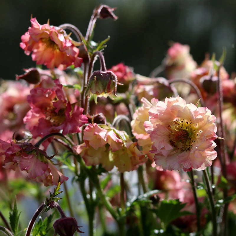 Pretticoats™ Peach Geum 4 Pretticoats™ Peach Geum - Image 2