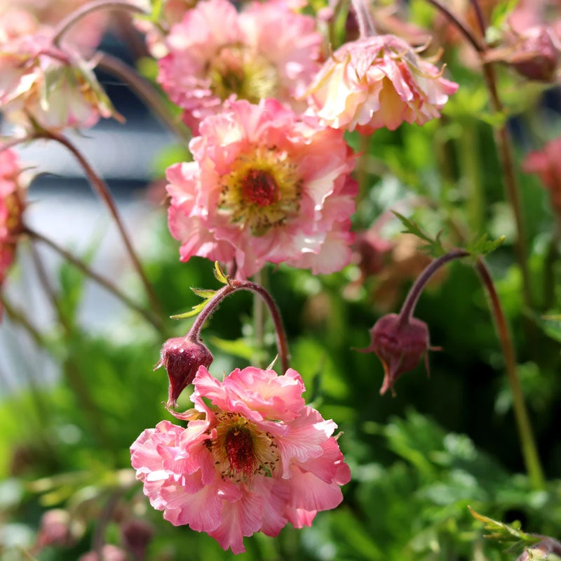 Pretticoats™ Peach Geum 3 Pretticoats™ Peach Geum