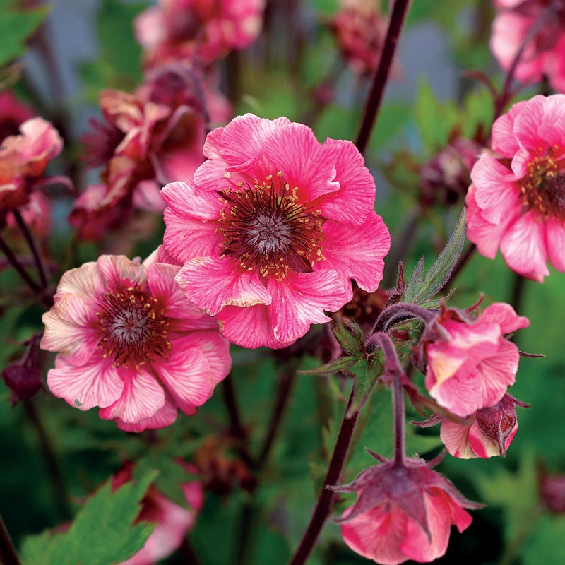 Tempo™ Rose Geum 3 Tempo™ Rose Geum