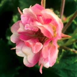 Tempo™ Rose Geum 7 Tempo™ Rose Geum -Garden Plants Store Geum Tempo Rose 5