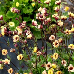 Tempo™ Yellow Geum 10 Tempo™ Yellow Geum -Garden Plants Store Geum Tempo Yellow 1 sq