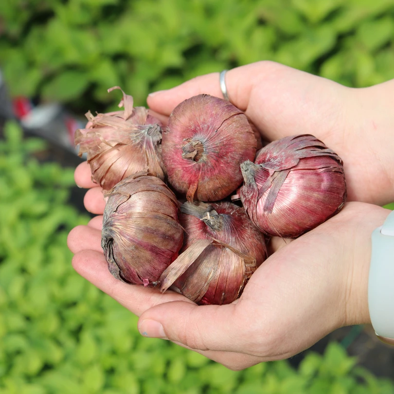 'Black Jack' Gladiolus 5 'Black Jack' Gladiolus - Image 3