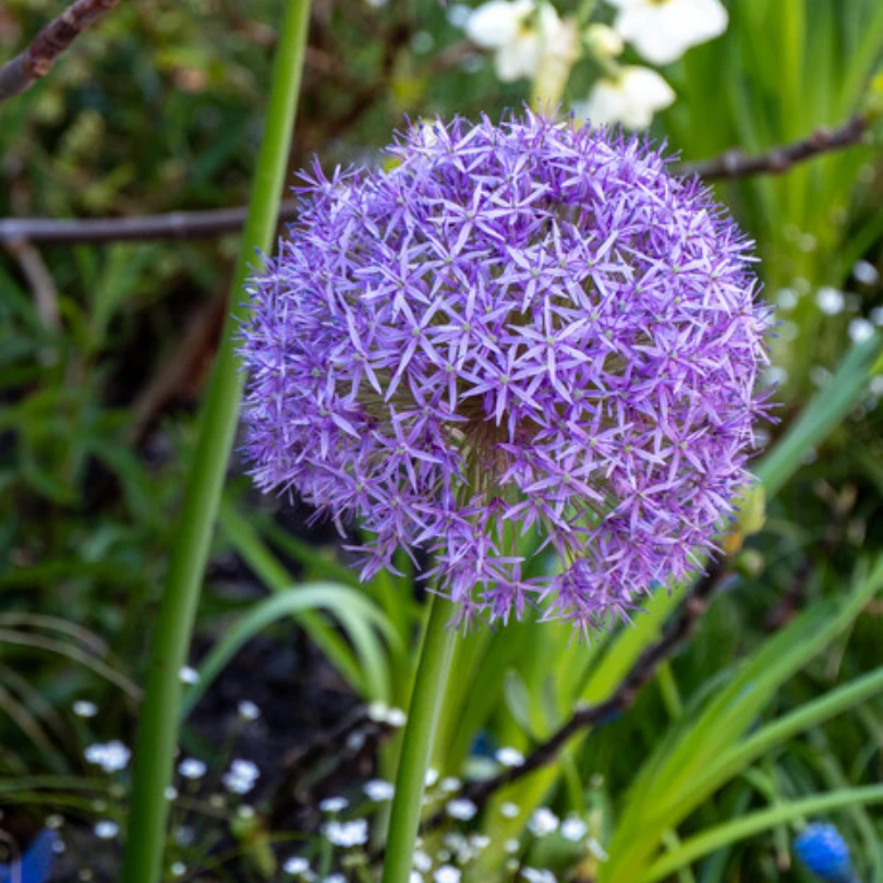 'Globemaster' Giant Allium 4 'Globemaster' Giant Allium - Image 2