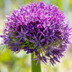 'Globemaster' Giant Allium 10 'Globemaster' Giant Allium -Garden Plants Store GlobemasterAllium 2