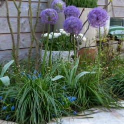 'Globemaster' Giant Allium 13 'Globemaster' Giant Allium -Garden Plants Store GlobemasterAllium 3
